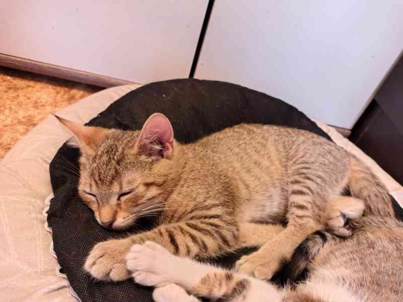 Mourovaný 6měsíční kocourek Merlin hledá domov. - foto 1