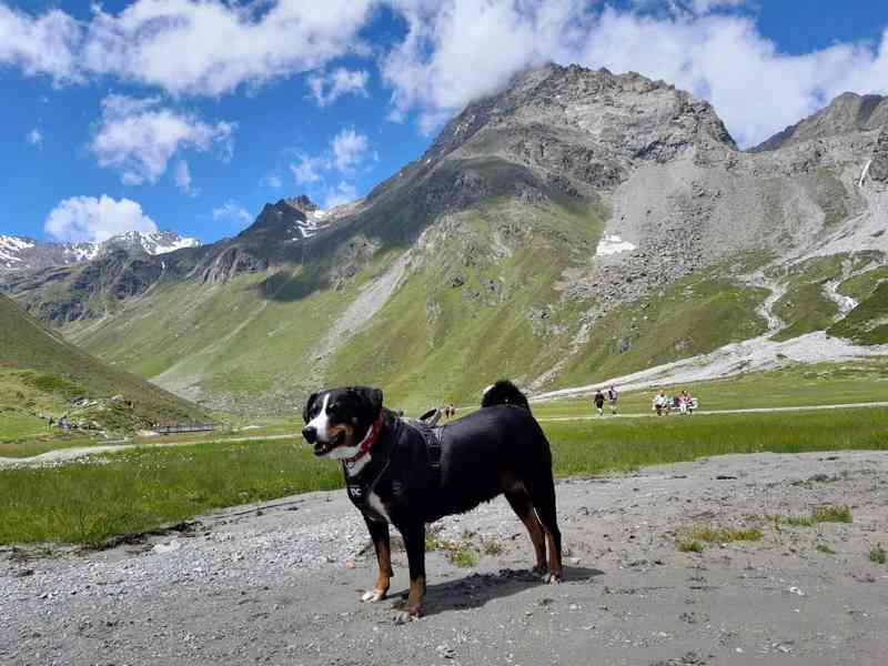 Appenzellský salašnický pes s PP FCI - foto 2