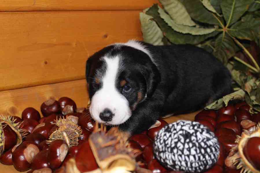 Appenzellský salašnický pes s PP FCI - foto 1