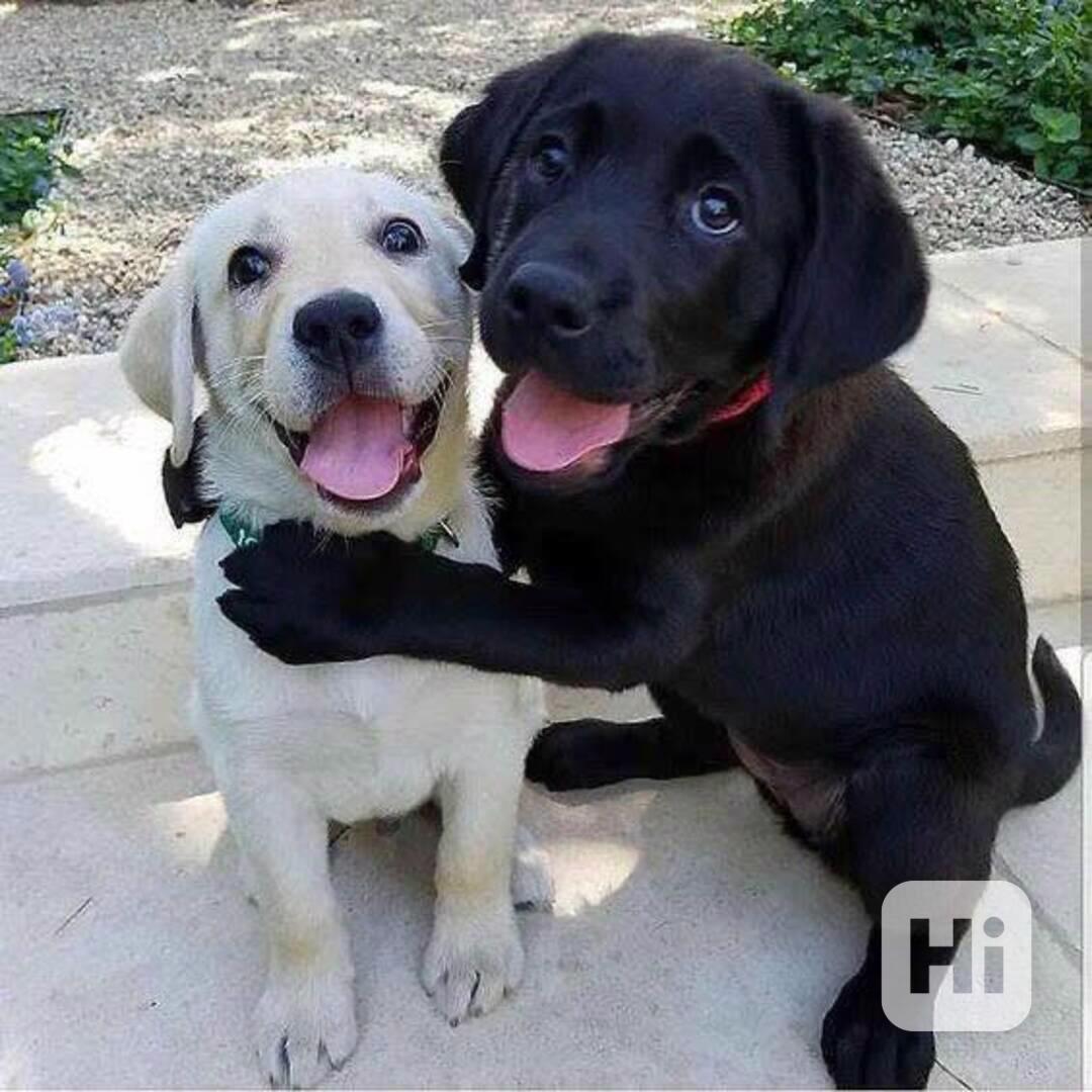 Štěňata labradorského retrívra - foto 1
