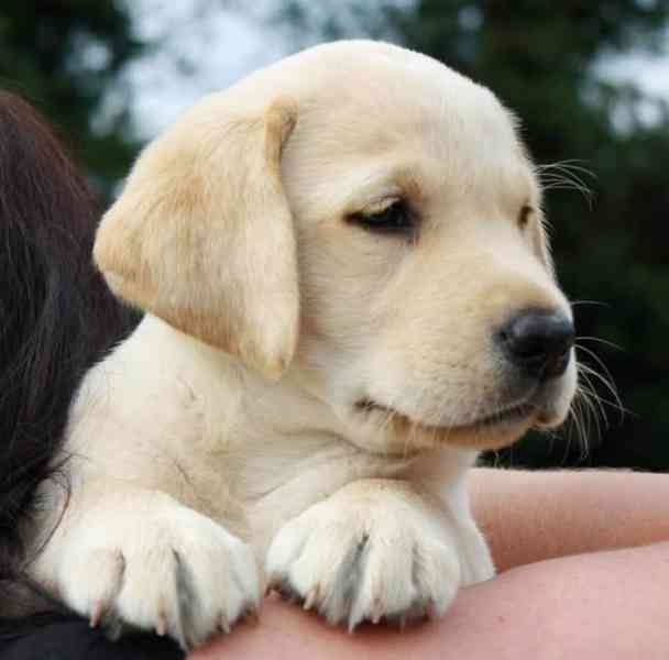 Štěňata labradorského retrívra - foto 2