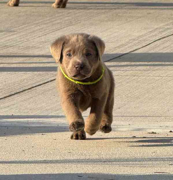 Štěňata labradorského retrívra - foto 5