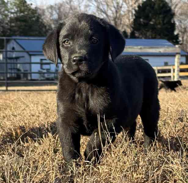 Štěňata labradorského retrívra - foto 4