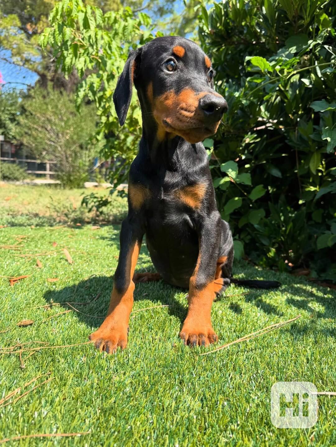 🌟🐾 Nádherné štěně dobermana - foto 1