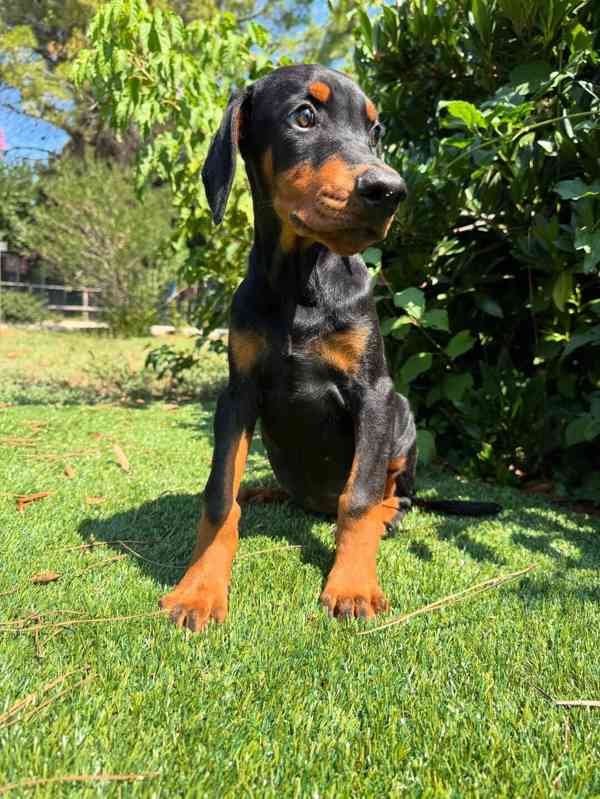 🌟🐾 Nádherné štěně dobermana - foto 1