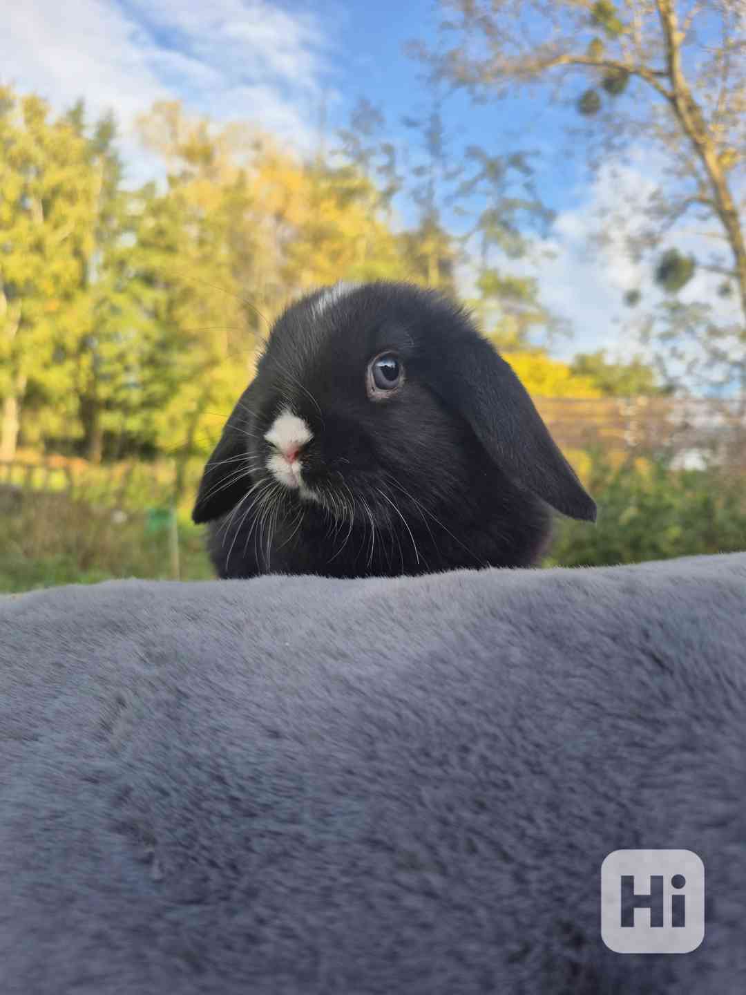Minilop - foto 1