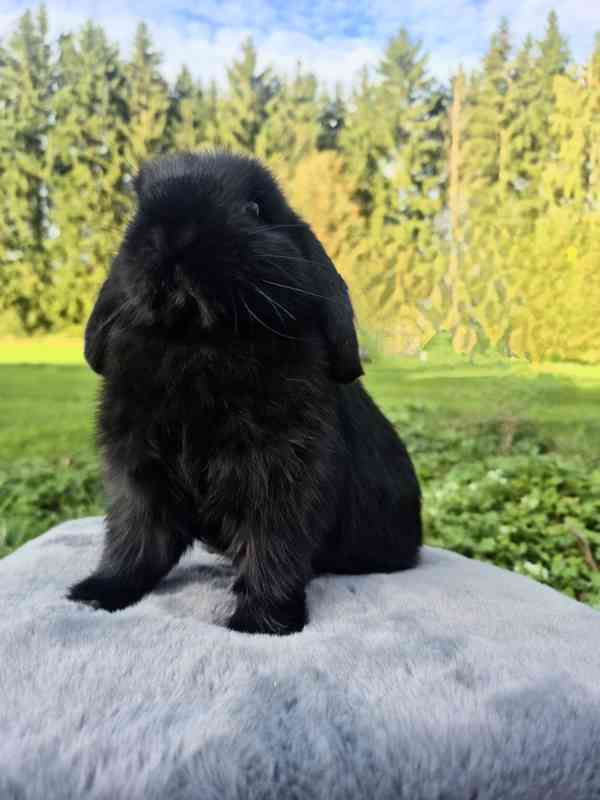 Minilop - foto 7