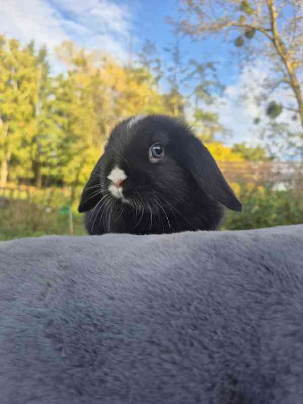 Minilop - foto 1