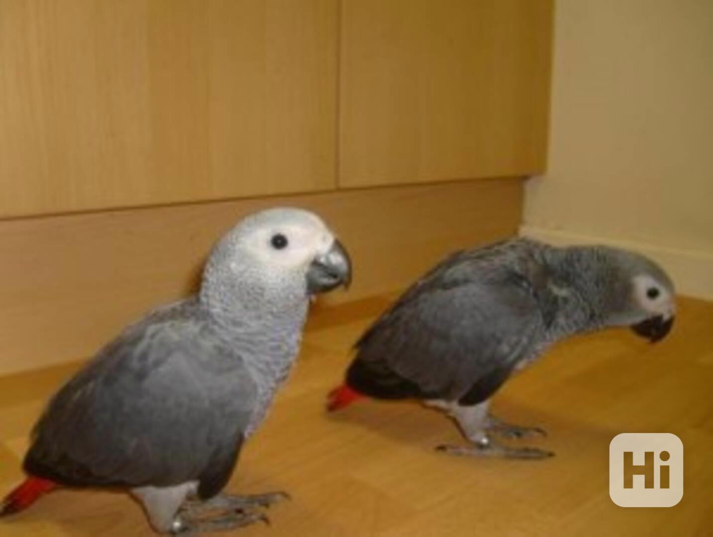 Ručně chovaní afričtí šedí papoušci na prodej - foto 1