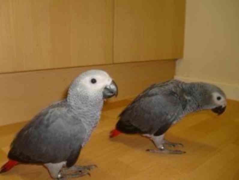 Ručně chovaní afričtí šedí papoušci na prodej - foto 1