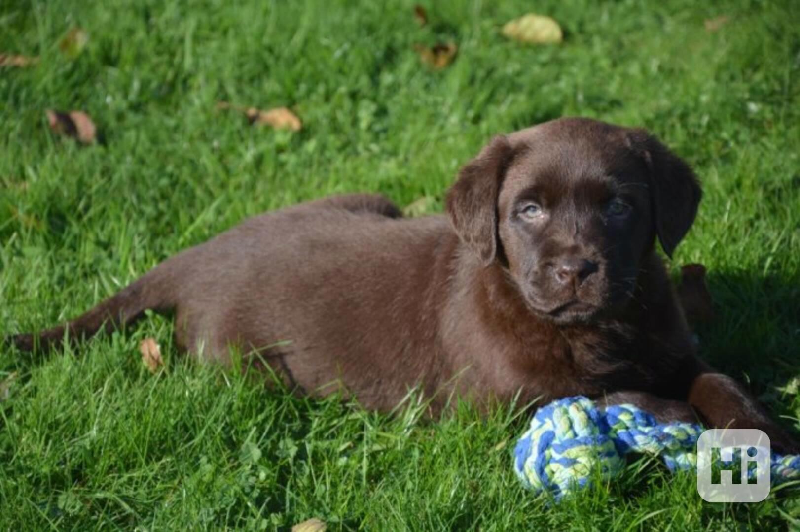 Štěňátka Labradorský retrívr - foto 1