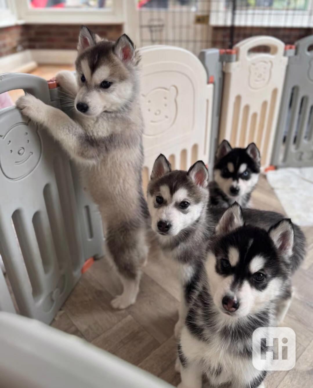 Sibiřský husky štěňátka - foto 1