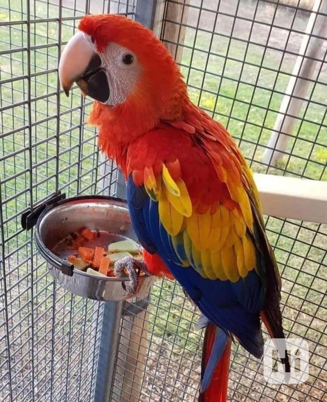 Zcela zdarma papoušci ara pro adopci zdarma   - foto 1