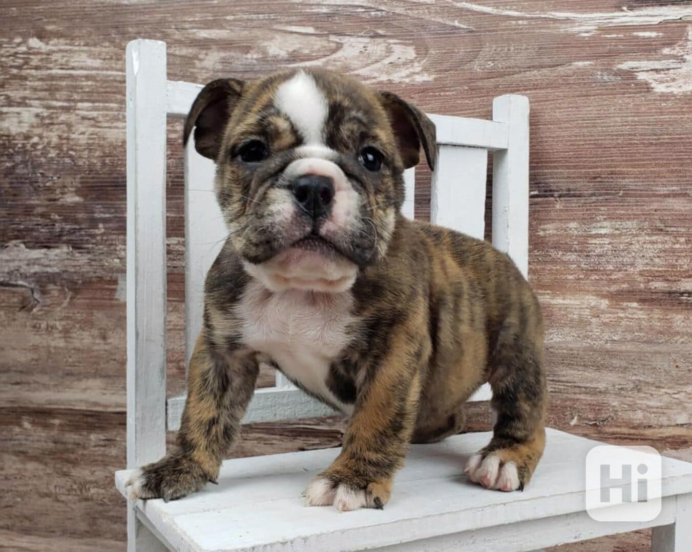 Anglickí buldoci k odběru nového domova - foto 1