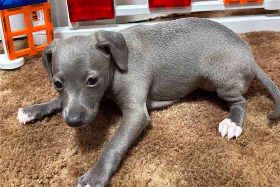  štěňata italského chrta - foto 1