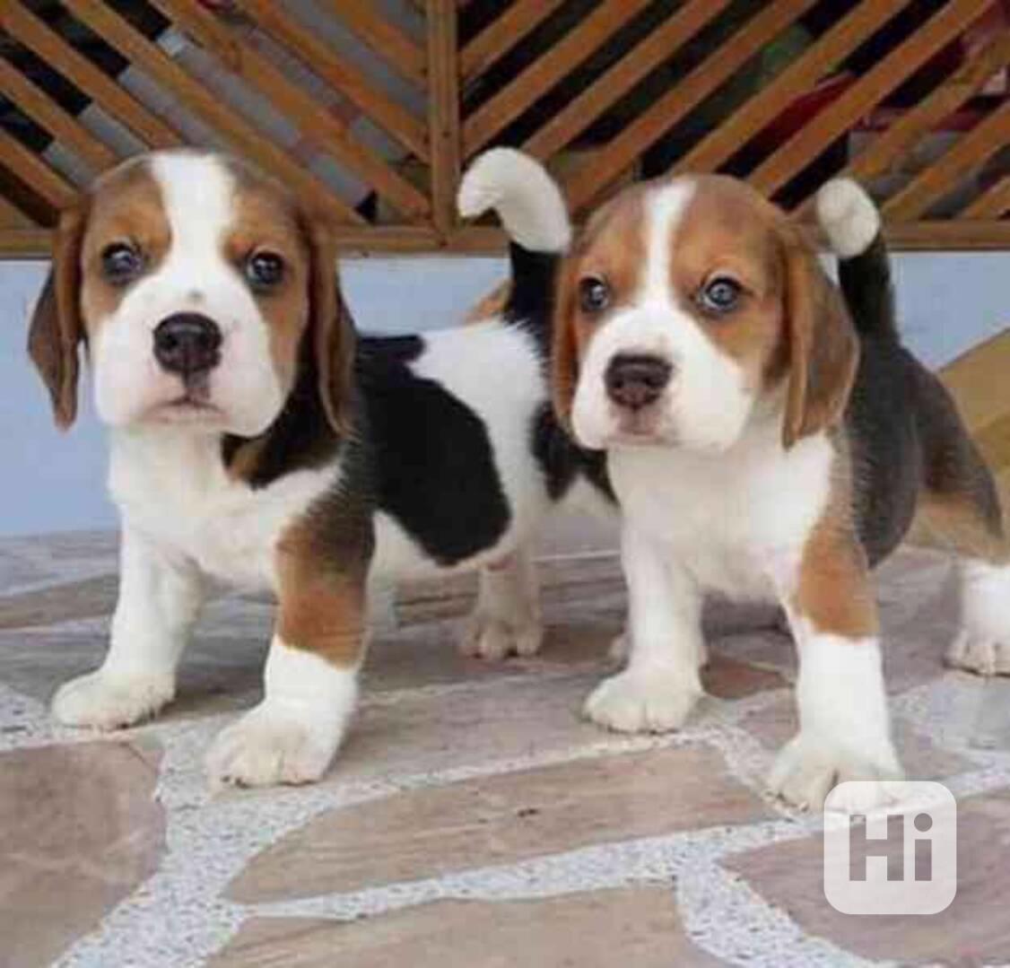 Přátelská štěňata mopse k adopci - foto 1