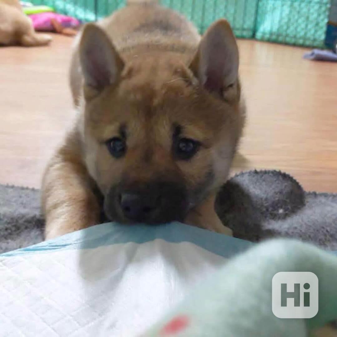 Štěňata Shiba Inu (psi a fenky) pro milovníky domácích mazlí - foto 1