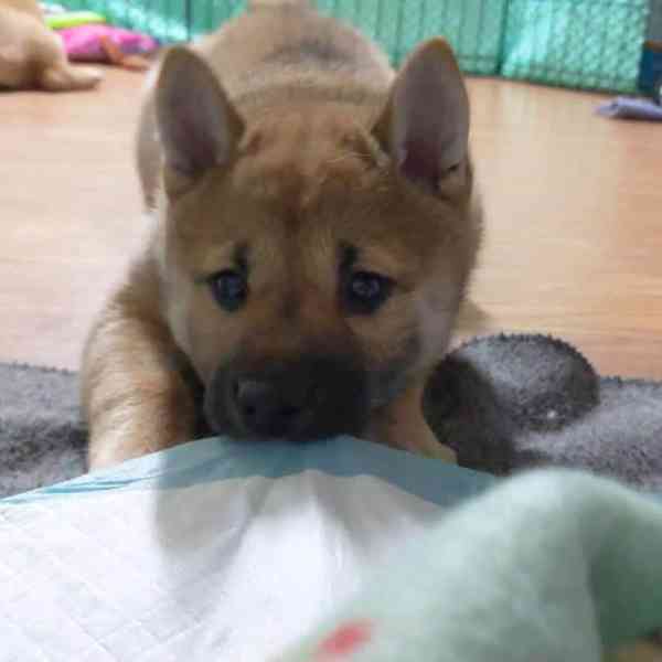 Štěňata Shiba Inu (psi a fenky) pro milovníky domácích mazlí - foto 1