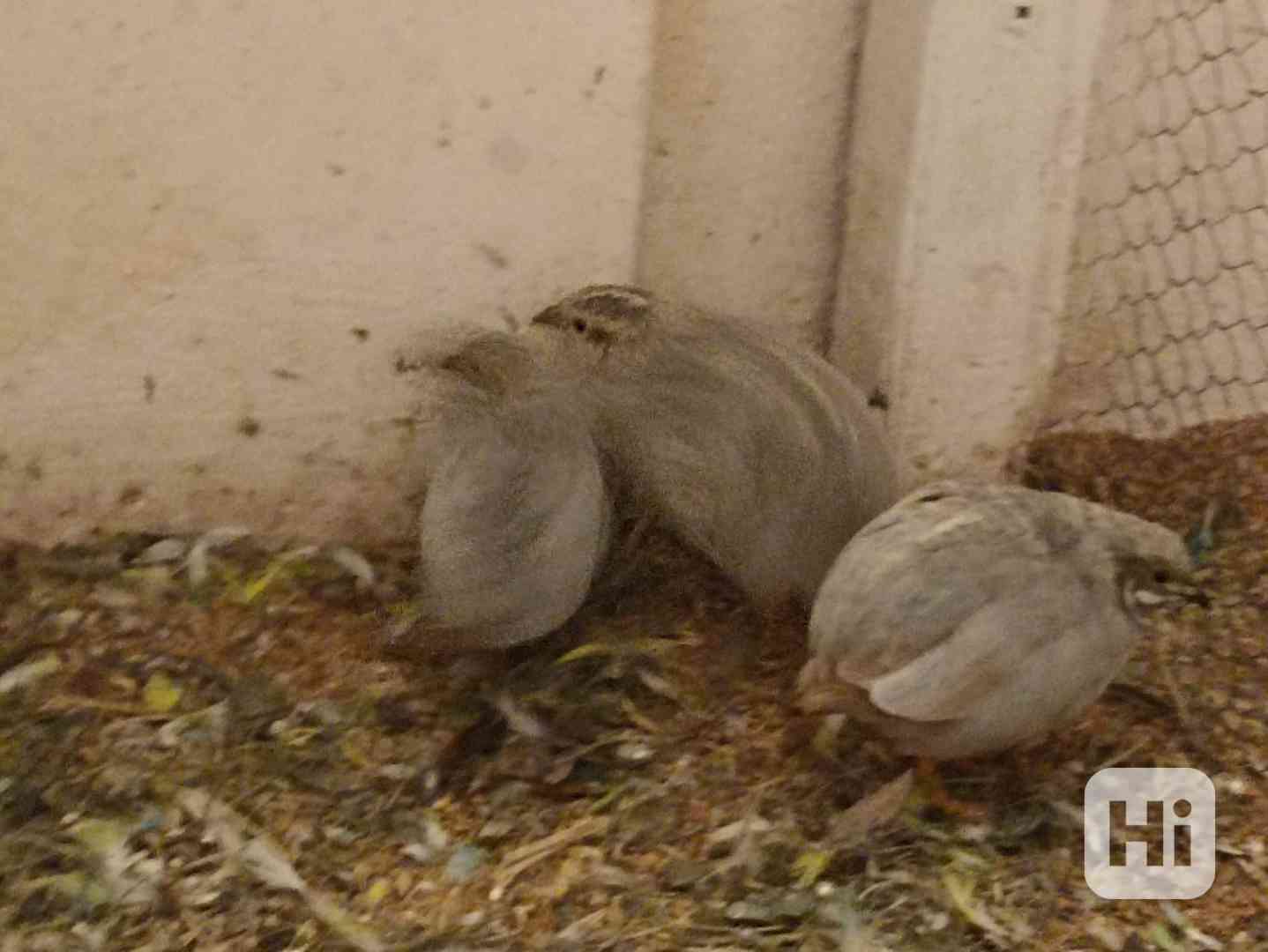 Křepelka čínská prodej 3 ks 2024,korela,mandarinka - foto 1