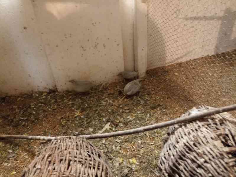 Křepelka čínská prodej 3 ks 2024,korela,mandarinka - foto 2