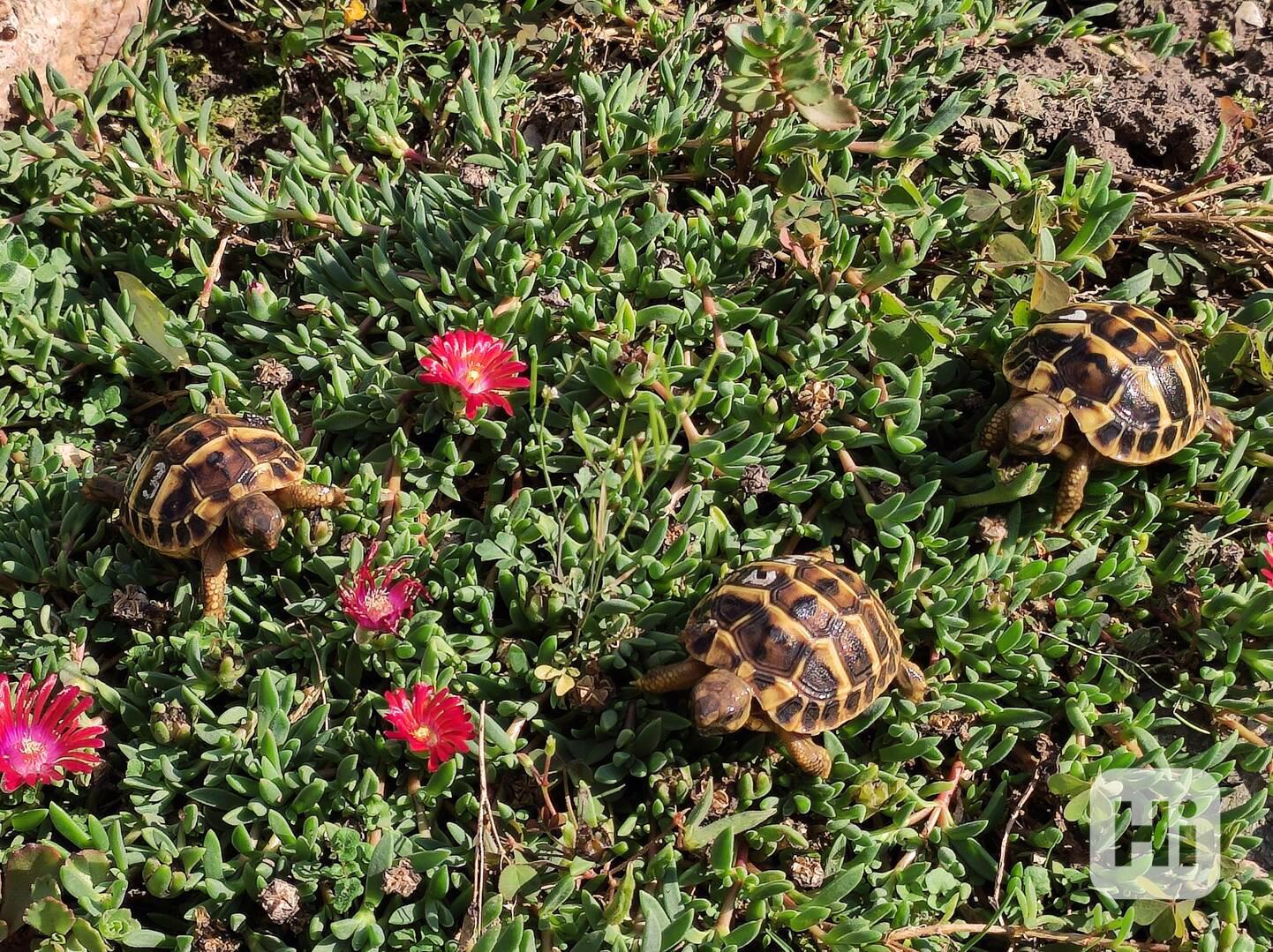 Testudo Hermanni Hermanni - foto 1