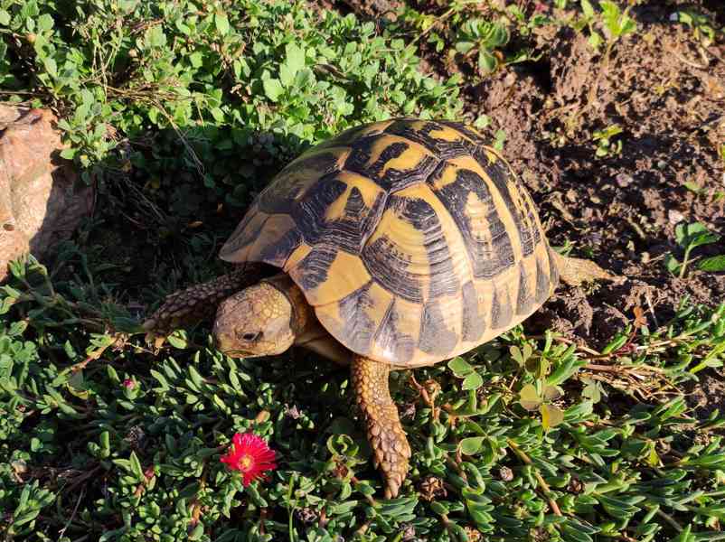 Testudo Hermanni Hermanni - foto 3