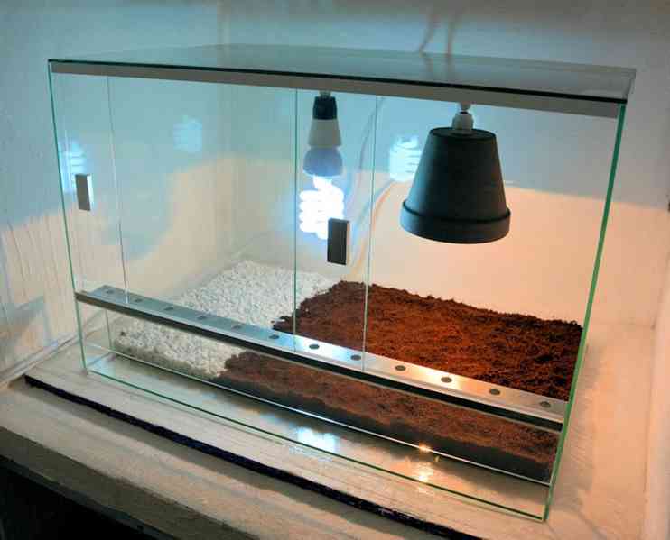 Testudo Hermanni Hermanni - foto 5