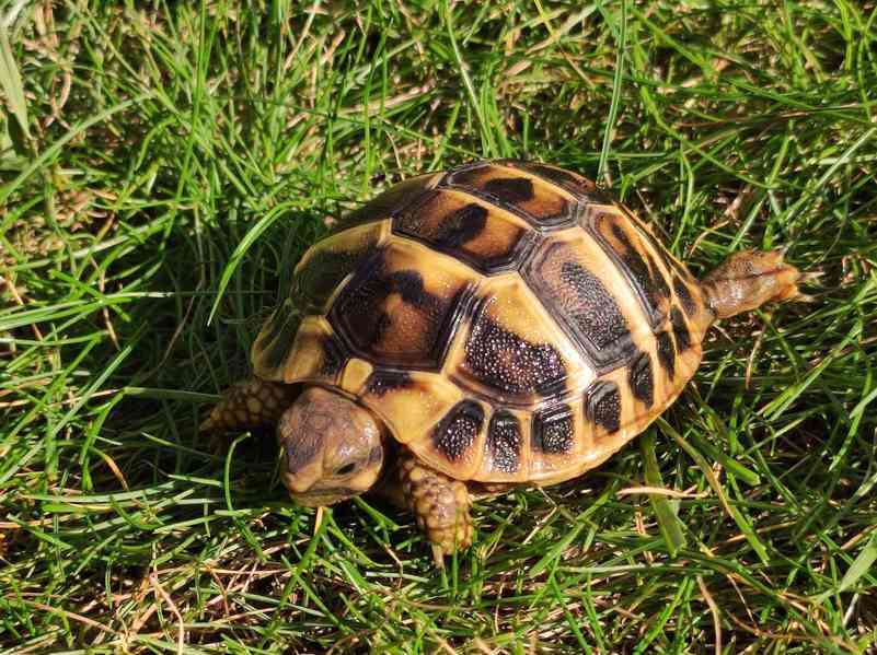 Testudo Hermanni Hermanni - foto 2