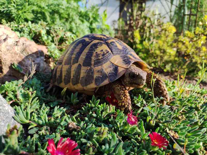 Testudo Hermanni Hermanni - foto 4