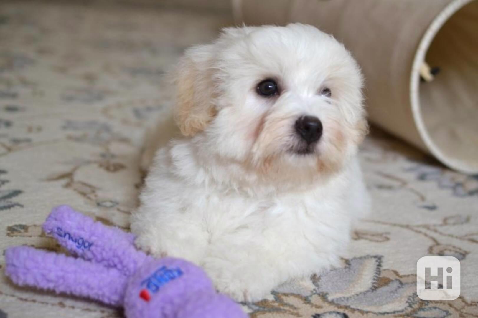 Benjaminek, coton de tulear s PP - foto 1