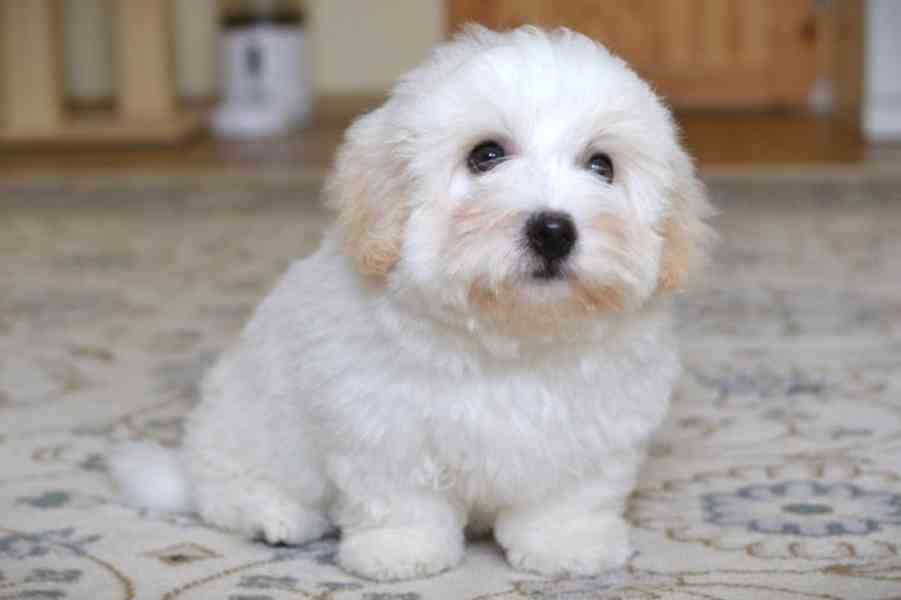 Benjaminek, coton de tulear s PP - foto 2