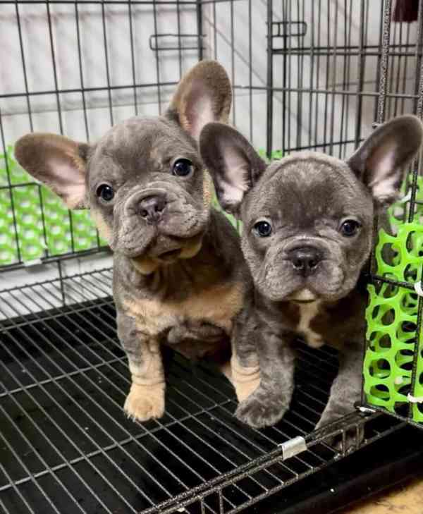 Štěňata francouzského buldočka k dispozici - foto 1