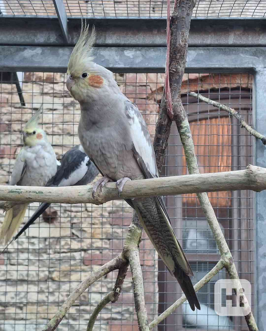 Korela chocholatá skořicová samice  - foto 1