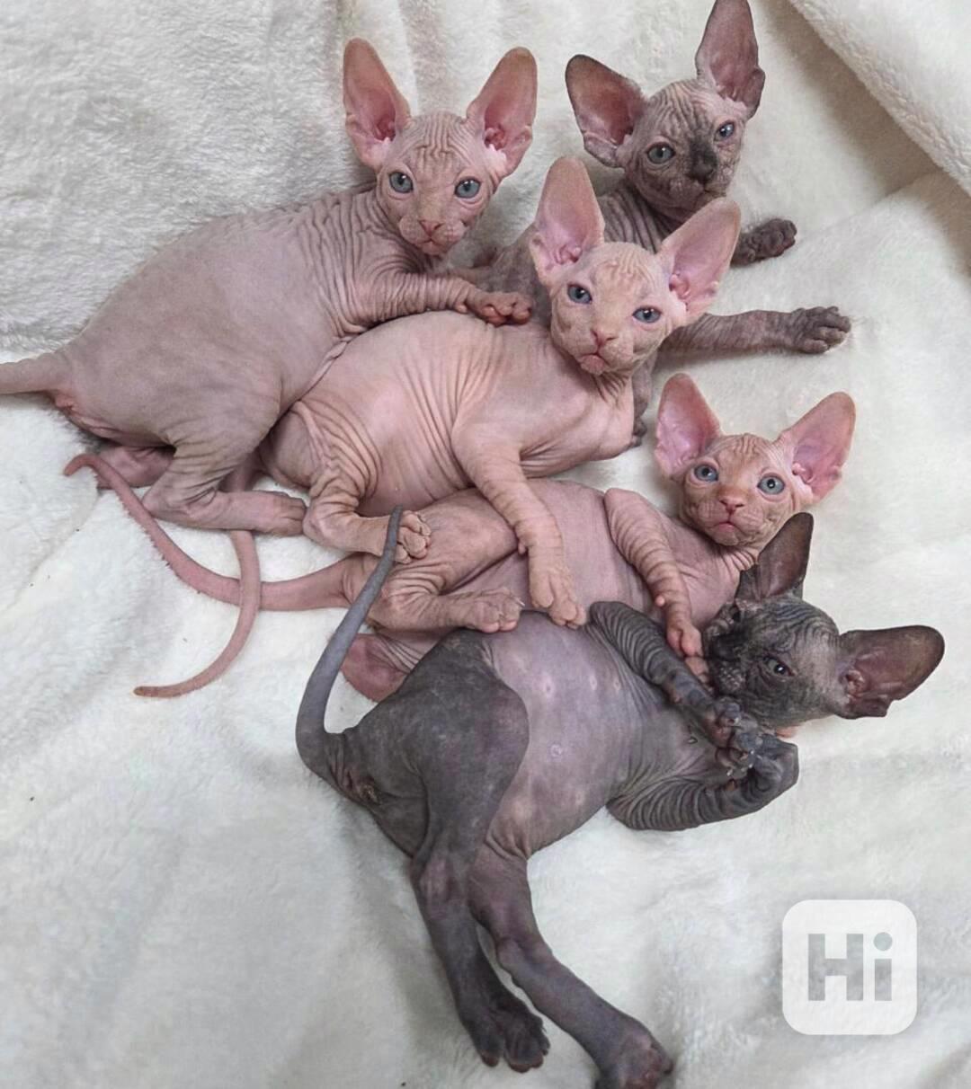 Krásná koťátka Sphynx jsou připravena - foto 1