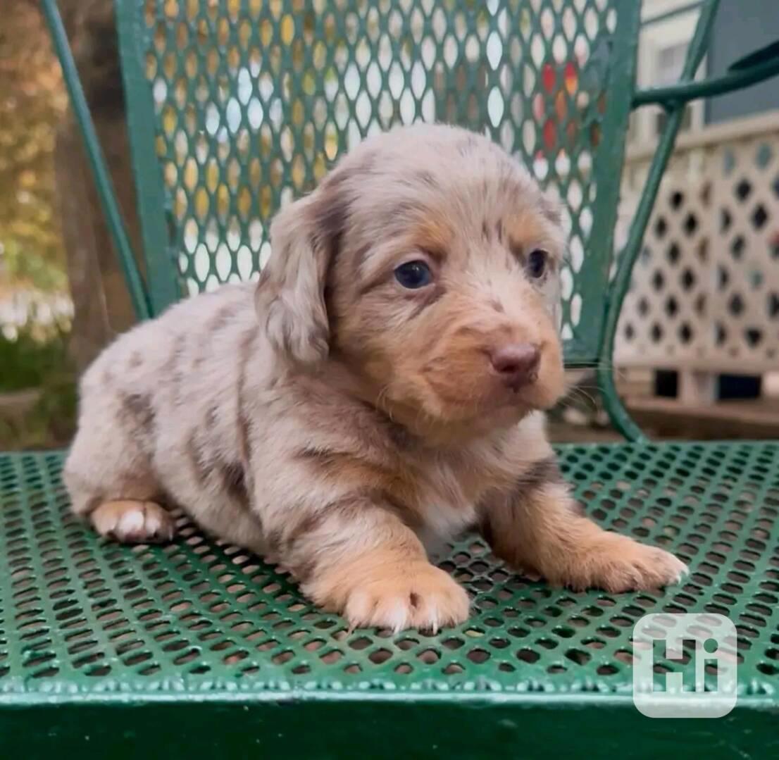 Štěňata jezevčíka samec a samice k adopci - foto 1