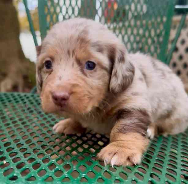 Štěňata jezevčíka samec a samice k adopci - foto 2