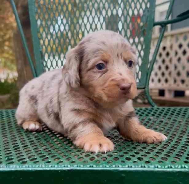 Štěňata jezevčíka samec a samice k adopci