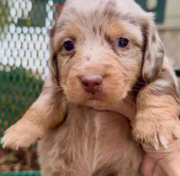 Štěňata jezevčíka samec a samice k adopci - foto 3