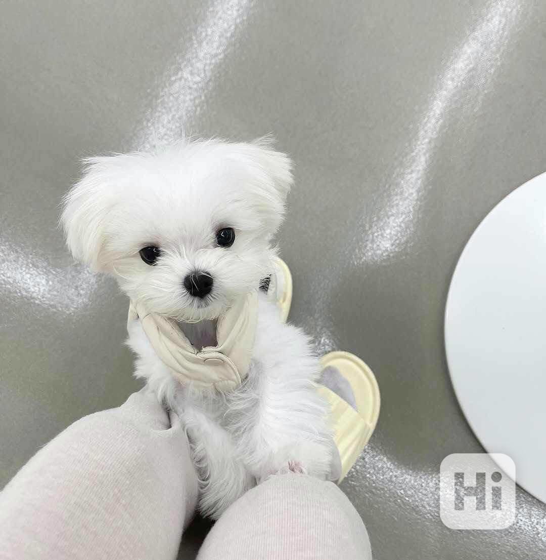 12 týdnů stará štěňata maltézáka - foto 1