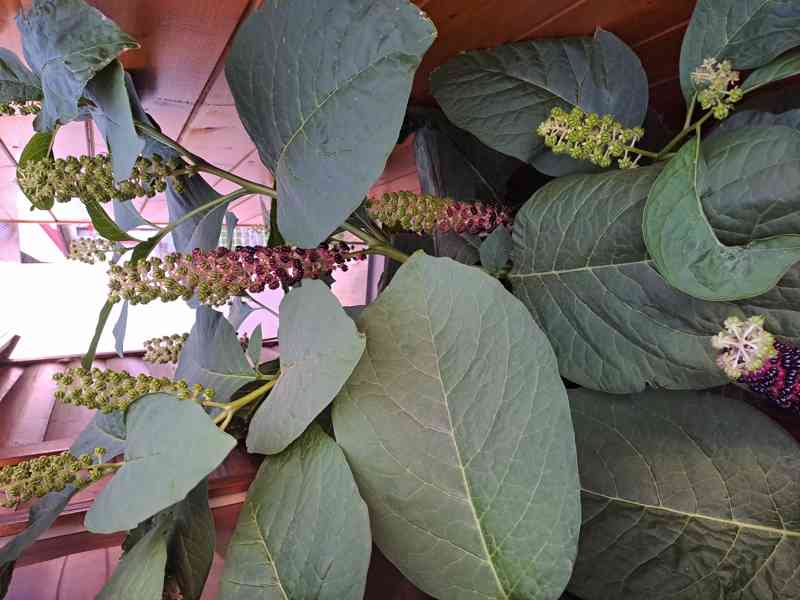 Líčidlo jedlé  (Phytolacca esculenta) - foto 3