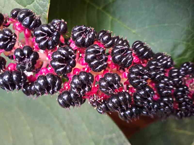 Líčidlo jedlé  (Phytolacca esculenta) - foto 2
