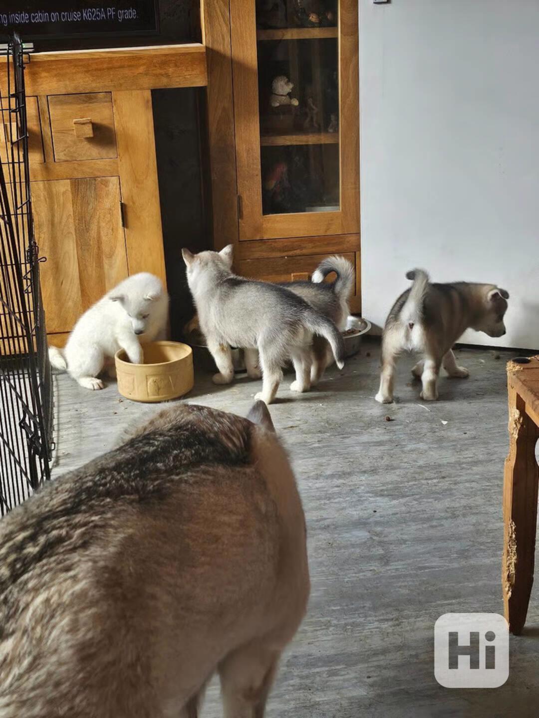 Štěně sibiřský husky - foto 1