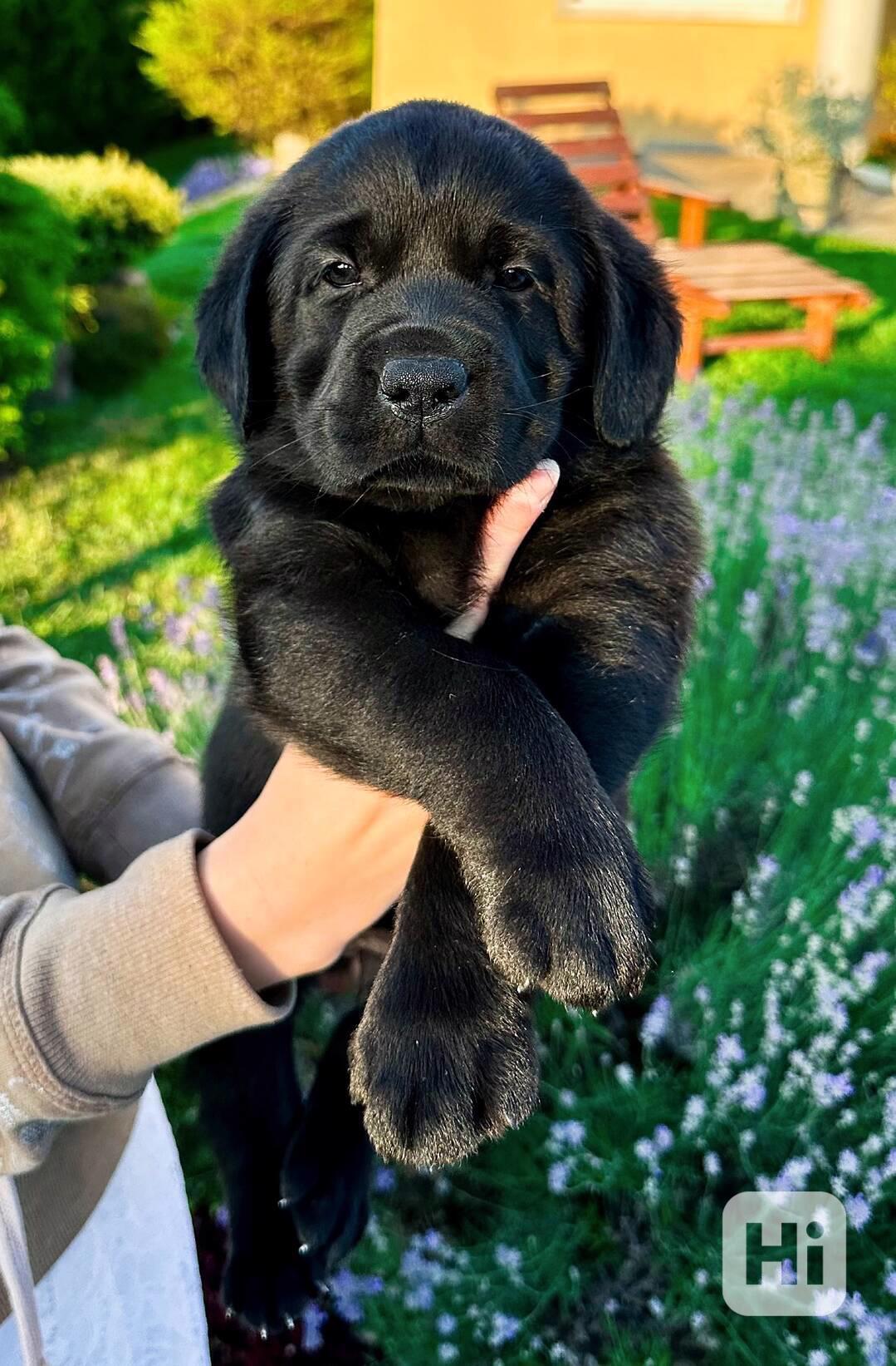 REZERVACE Labradorský Retriever s PP - foto 1