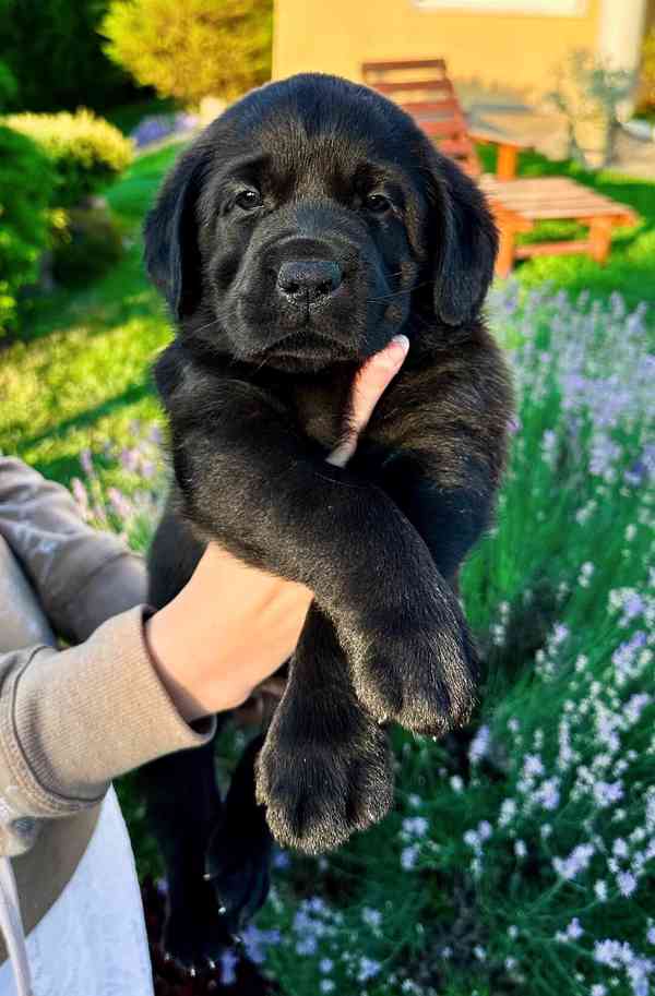 REZERVACE Labradorský Retriever s PP - foto 1