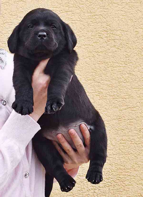 REZERVACE Labradorský Retriever s PP - foto 3