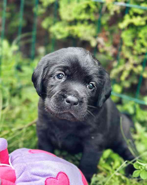 REZERVACE Labradorský Retriever s PP - foto 7