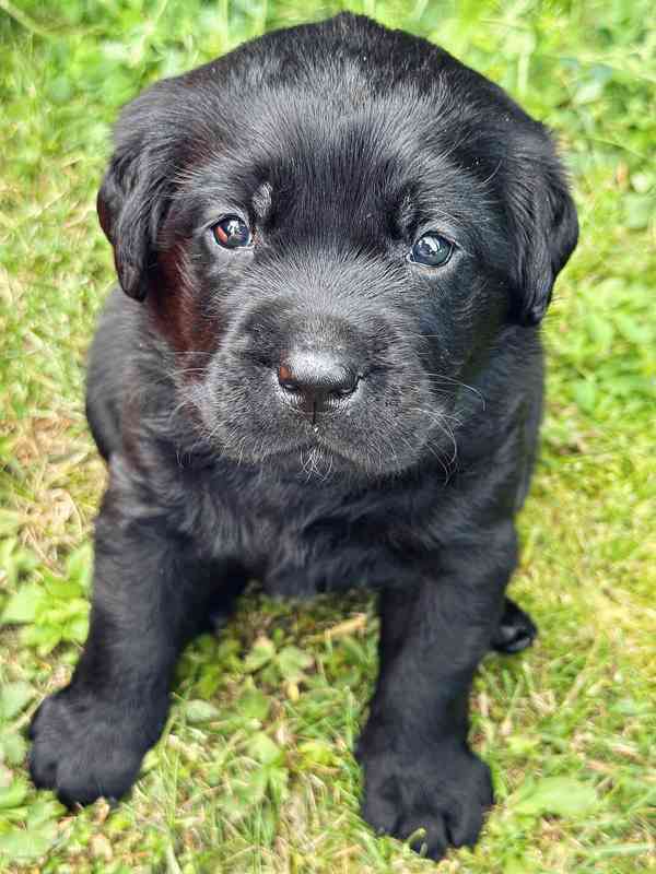 REZERVACE Labradorský Retriever s PP - foto 6