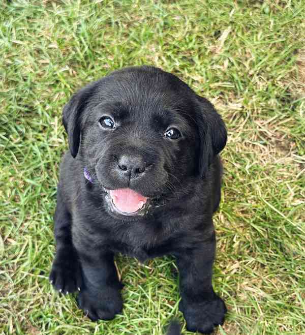 REZERVACE Labradorský Retriever s PP - foto 4