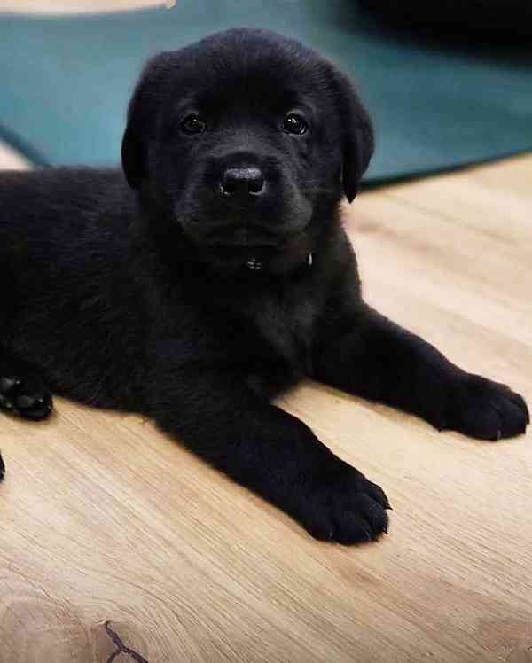 REZERVACE Labradorský Retriever s PP - foto 12