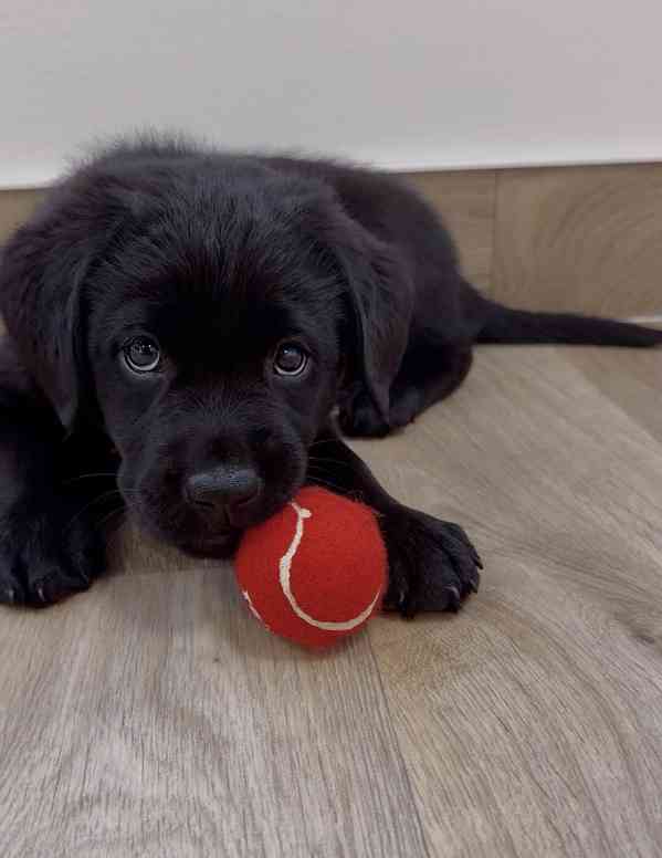 REZERVACE Labradorský Retriever s PP - foto 14